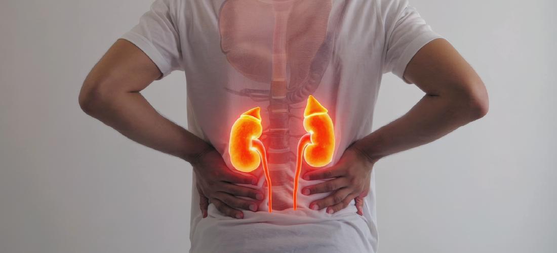 Kidney and vascular health banner showing renal anatomy and blood vessel